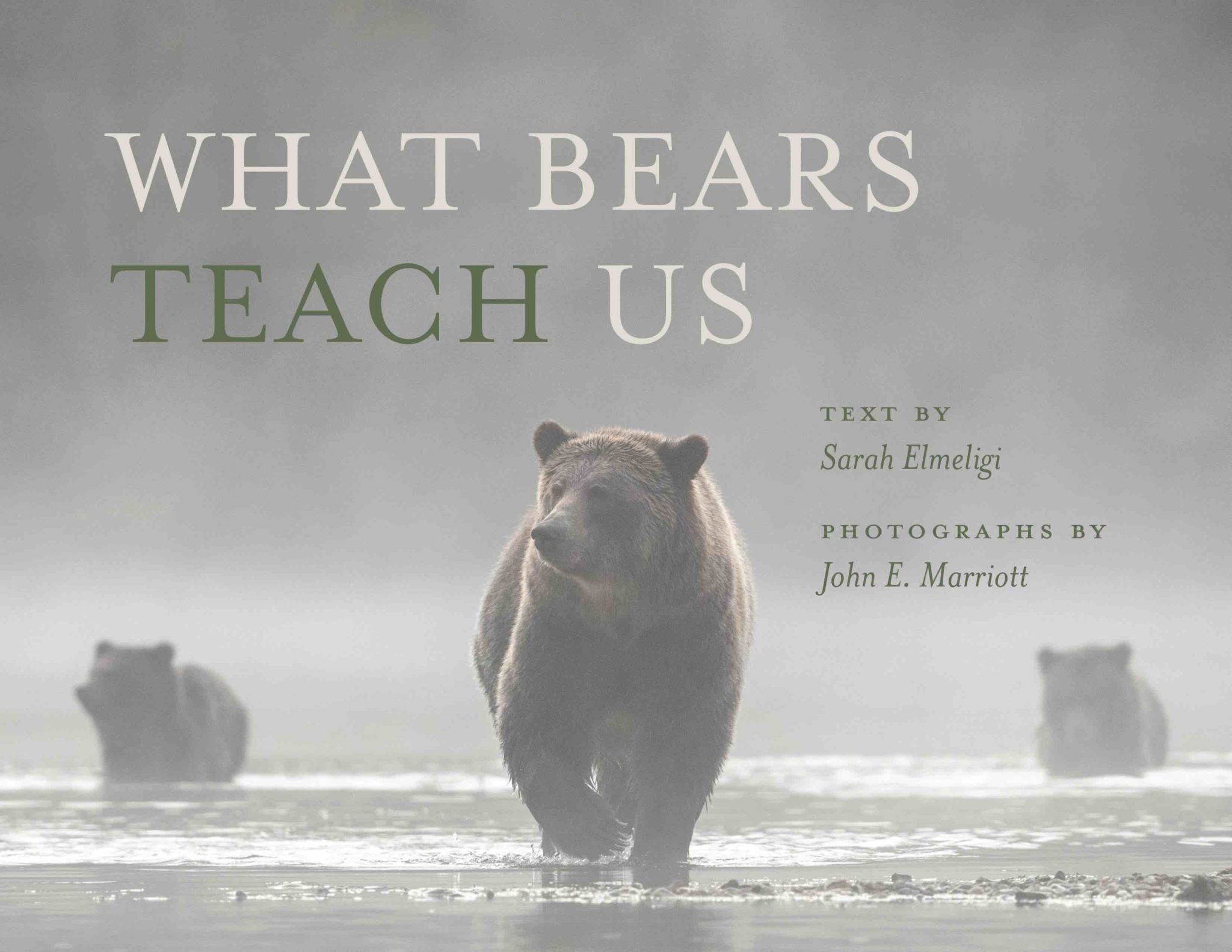 what-bears-teach-us-the-push-and-pull-of-co-existence-the-charity-report